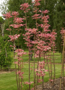 CEDRELA sinensis FLAMINGO