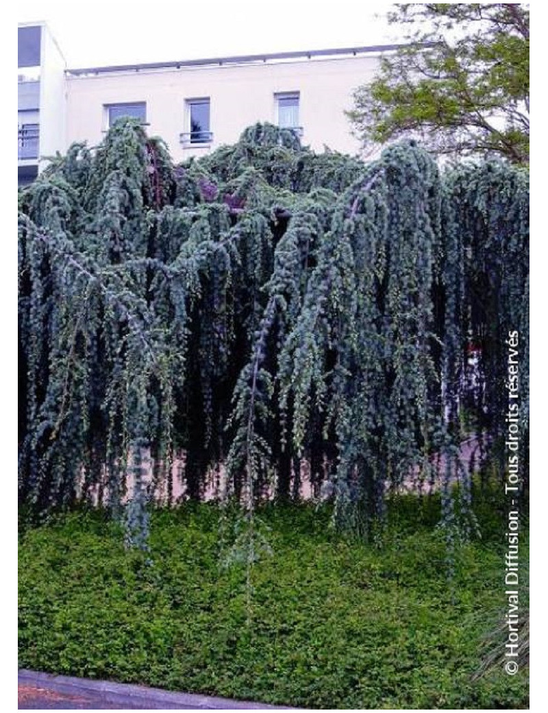 CEDRUS atlantica GLAUCA PENDULA (Cèdre bleu de l'Atlas pleureur)