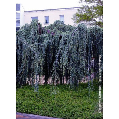 CEDRUS atlantica GLAUCA PENDULA (Cèdre bleu de l'Atlas pleureur)