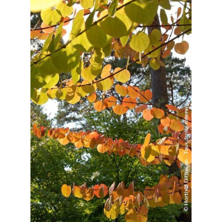 CERCIDIPHYLLUM japonicum (Arbre au caramel, Katsura)