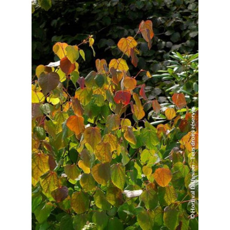CERCIDIPHYLLUM japonicum (Arbre au caramel, Katsura)