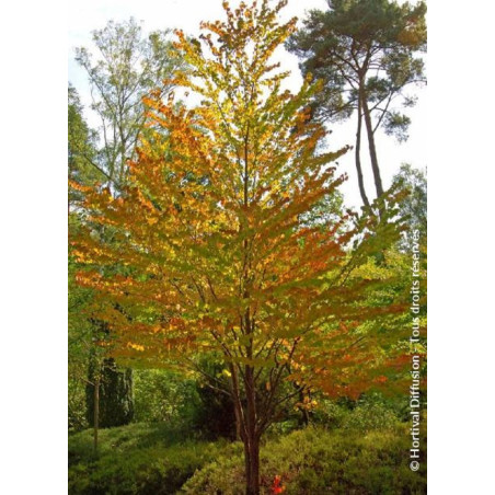 CERCIDIPHYLLUM japonicum (Arbre au caramel, Katsura)