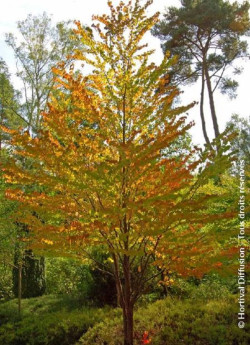 CERCIDIPHYLLUM japonicum