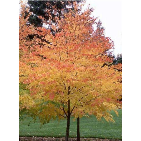 CERCIDIPHYLLUM japonicum (Arbre au caramel, Katsura)