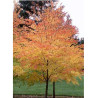 CERCIDIPHYLLUM japonicum (Arbre au caramel, Katsura)