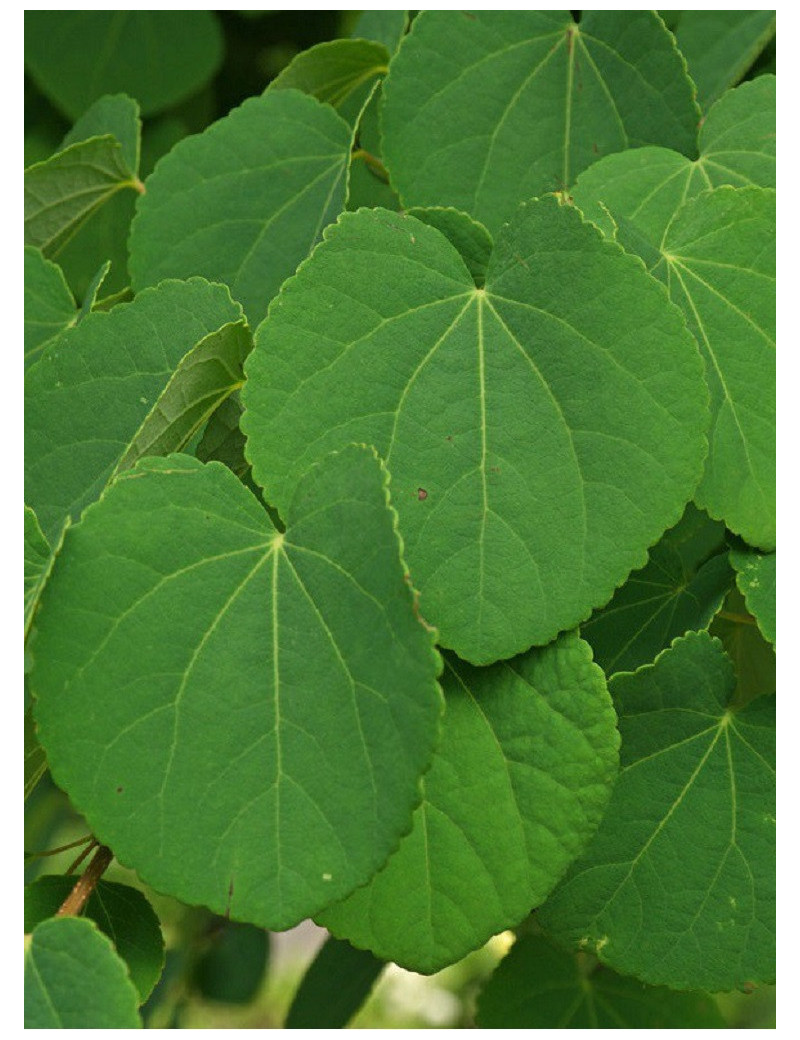 CERCIDIPHYLLUM japonicum (Arbre au caramel, Katsura)