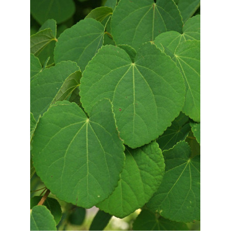 CERCIDIPHYLLUM japonicum (Arbre au caramel, Katsura)