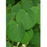 CERCIDIPHYLLUM japonicum (Arbre au caramel, Katsura)