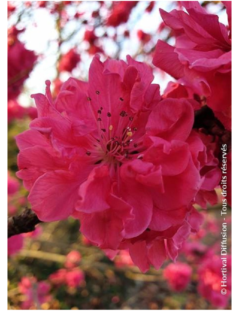 PRUNUS persica TAOFLORA® RED (Pêcher à fleurs TAOFLORA®)