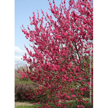 PRUNUS persica TAOFLORA® RED (Pêcher à fleurs TAOFLORA®)