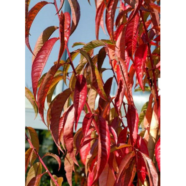 PRUNUS persica TAOFLORA® RED (Pêcher à fleurs TAOFLORA®)