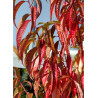 PRUNUS persica TAOFLORA® RED (Pêcher à fleurs TAOFLORA®)