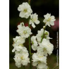 PRUNUS persica TAOFLORA® WHITE (Pêcher à fleurs TAOFLORA®)