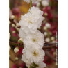 PRUNUS persica TAOFLORA® WHITE (Pêcher à fleurs TAOFLORA®)