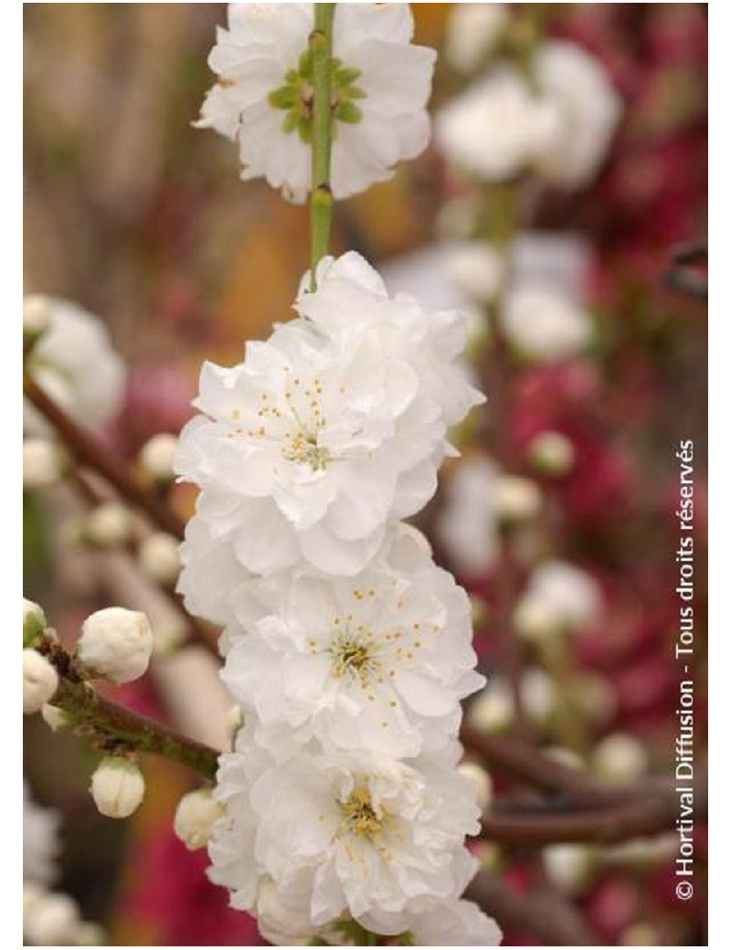 PRUNUS persica TAOFLORA® WHITE (Pêcher à fleurs TAOFLORA®)