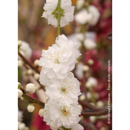 PRUNUS persica TAOFLORA® WHITE (Pêcher à fleurs TAOFLORA®)