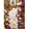 PRUNUS persica TAOFLORA® WHITE (Pêcher à fleurs TAOFLORA®)