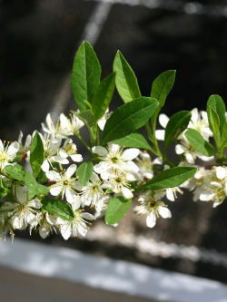 PRUNUS pumila DEPRESSA