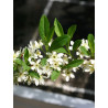 PRUNUS pumila DEPRESSA (Cerisier nain ou Cerisier des sables)