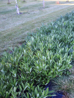 PRUNUS pumila DEPRESSA