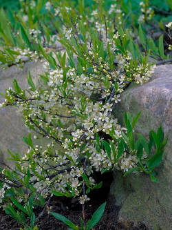 PRUNUS pumila DEPRESSA