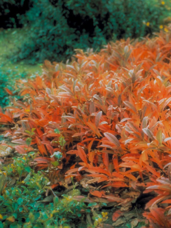 PRUNUS pumila DEPRESSA