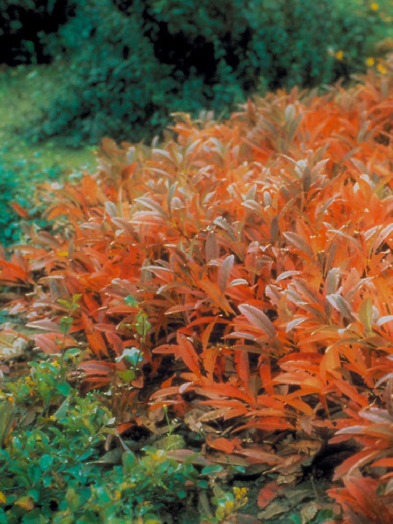 PRUNUS pumila DEPRESSA