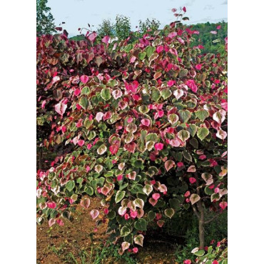 CERCIS canadensis CAROLINA SWEETHEART® (Gainier du Canada)