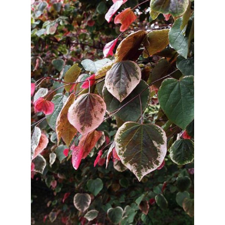 CERCIS canadensis CAROLINA SWEETHEART® (Gainier du Canada)