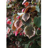 CERCIS canadensis CAROLINA SWEETHEART® (Gainier du Canada)