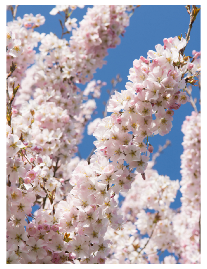 PRUNUS pandora (Cerisier à fleurs Pandora)