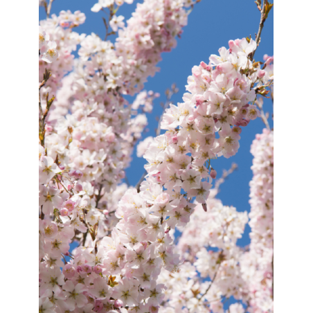 PRUNUS pandora (Cerisier à fleurs Pandora)