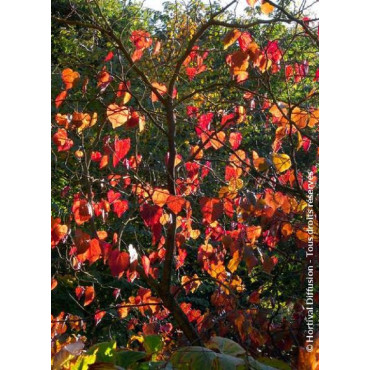 CERCIS canadensis FOREST PANSY (Gainier du Canada)