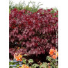 CERCIS canadensis FOREST PANSY (Gainier du Canada)