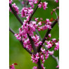 CERCIS canadensis FOREST PANSY (Gainier du Canada)