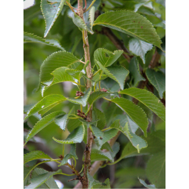 PRUNUS pandora (Cerisier à fleurs Pandora)