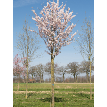 PRUNUS pandora (Cerisier à fleurs Pandora)