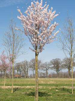 PRUNUS pandora