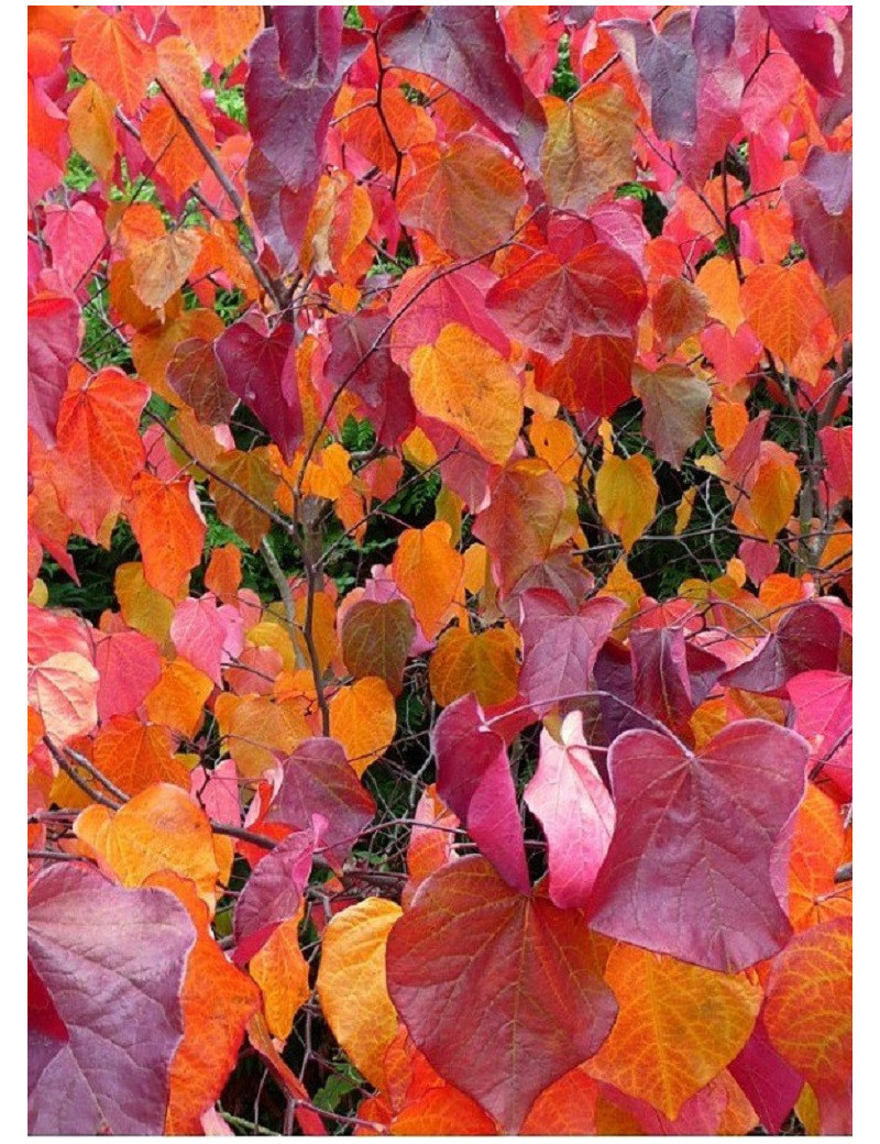 CERCIS canadensis FOREST PANSY (Gainier du Canada)