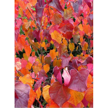 CERCIS canadensis FOREST PANSY (Gainier du Canada)