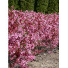 PRUNUS tenella FIRE HILL (Amandier nain de Russie)