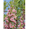 PRUNUS tenella FIRE HILL (Amandier nain de Russie)