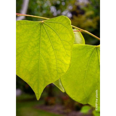 CERCIS canadensis HEARTS OF GOLD (Gainier du Canada)