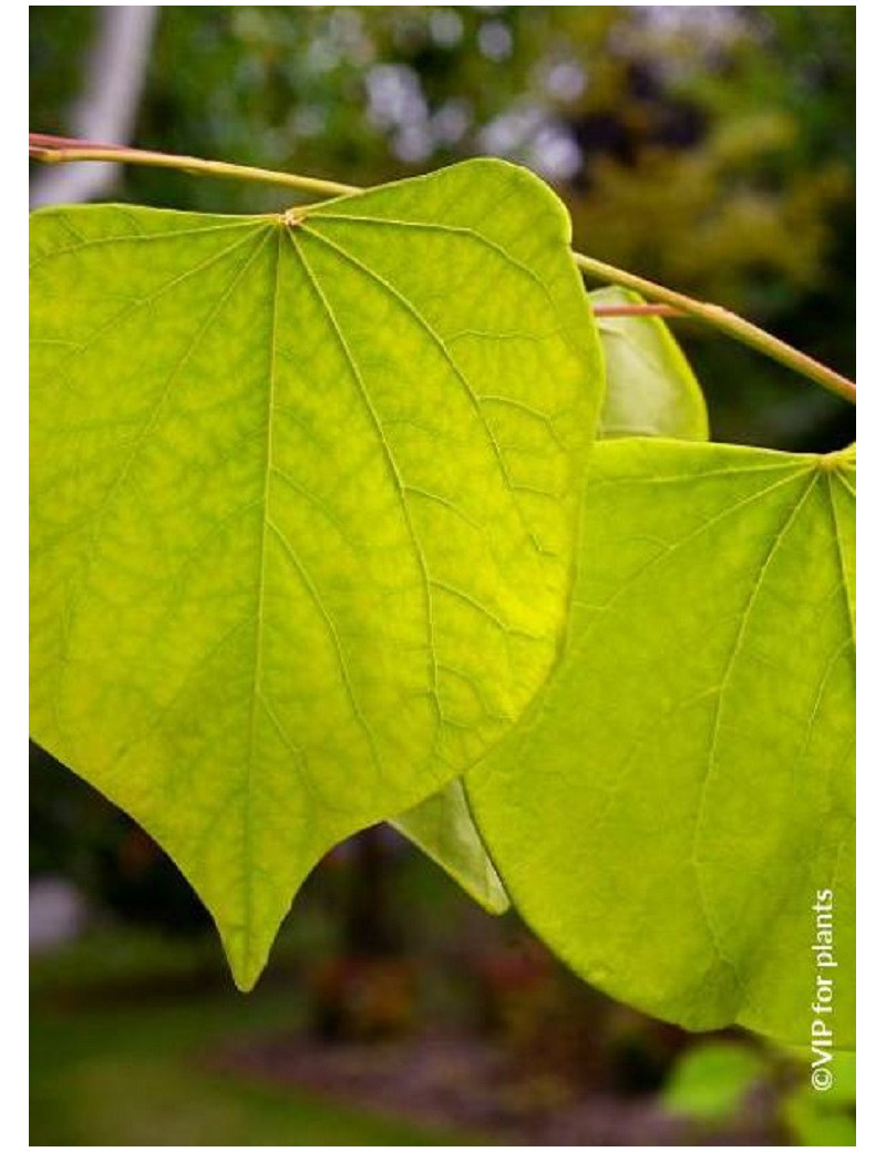 CERCIS canadensis HEARTS OF GOLD (Gainier du Canada)