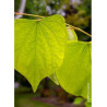 CERCIS canadensis HEARTS OF GOLD (Gainier du Canada)