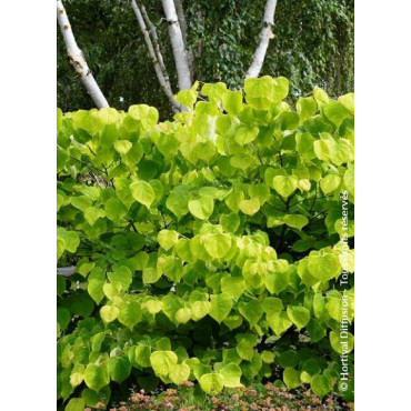 CERCIS canadensis HEARTS OF GOLD (Gainier du Canada)