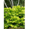 CERCIS canadensis HEARTS OF GOLD (Gainier du Canada)