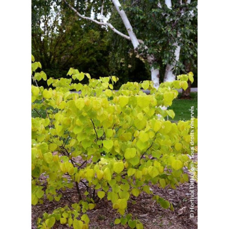 CERCIS canadensis HEARTS OF GOLD (Gainier du Canada)