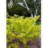 CERCIS canadensis HEARTS OF GOLD (Gainier du Canada)