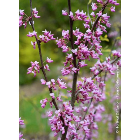 CERCIS canadensis HEARTS OF GOLD (Gainier du Canada)
